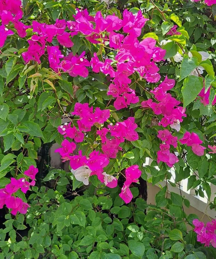 Ms Tri Homestay Χόι Αν 0*,  Βιετνάμ