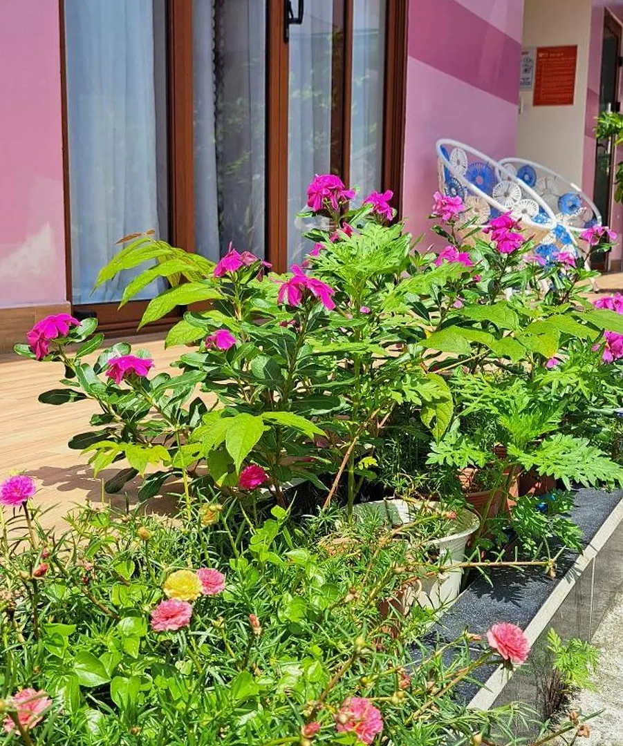 Ms Tri Homestay Χόι Αν