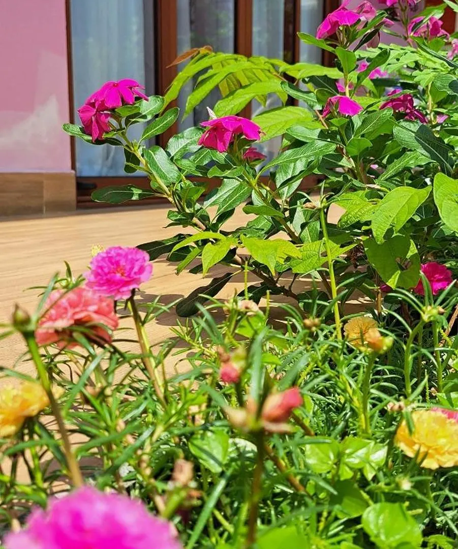 Ms Tri Homestay Hoi An Vietnam